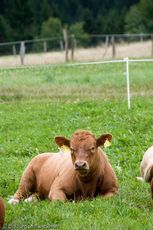 Hausrind (137 von 174).jpg